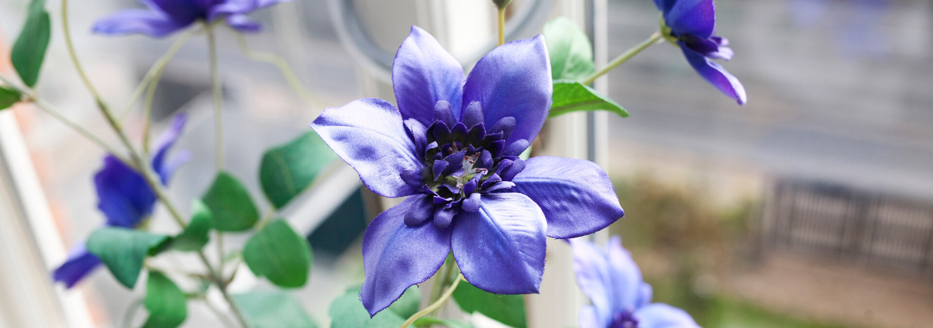 Blå blomst i vindue på krisecenter